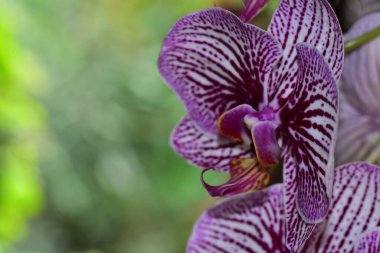 Bahçedeki güzel mor çiçeklerin yakın çekim görüntüsü