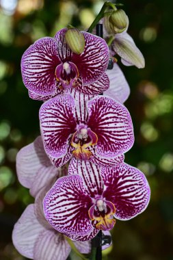 Bahçedeki güzel mor çiçeklerin yakın çekim görüntüsü