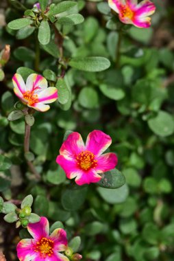 Bahçedeki güzel pembe çiçeklerin yakın görüntüsü