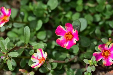 Bahçedeki güzel pembe çiçeklerin yakın görüntüsü