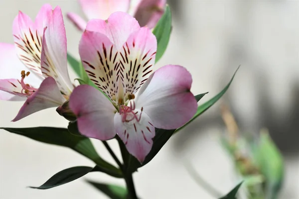 美しいユリの花を間近で見られる夏のコンセプト — ストック写真