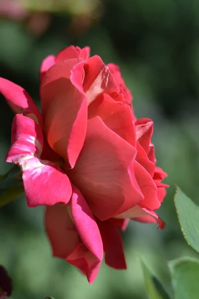 Hermosa Flor Rosa Roja Creciendo Jardín Concepto Naturaleza — Foto de Stock