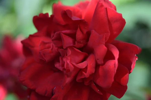 Beautiful Red Rose Flower Growing Garden Nature Concept — Stock Photo, Image