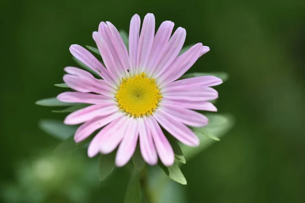 Vista Cerca Hermosas Flores Rosadas Jardín — Foto de Stock