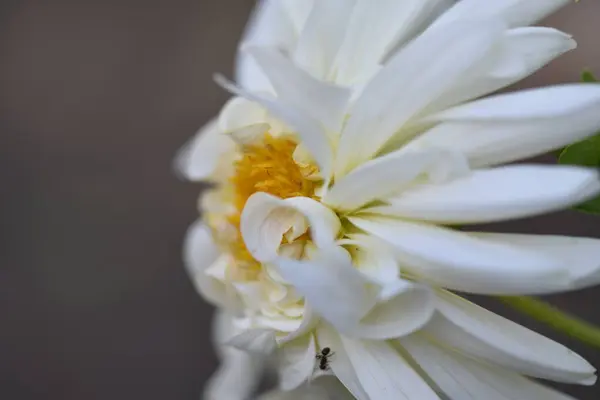 Beautiful White Flowers Garden Summer Concept — Stockfoto