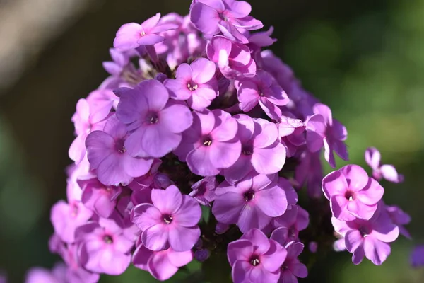 Bahçedeki güzel mor çiçeklerin yakın çekim görüntüsü