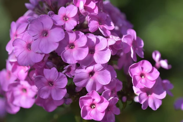 Detailní Pohled Krásné Fialové Květy Zahradě — Stock fotografie