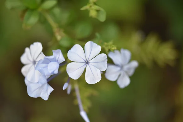 Beautiful White Flowers Garden Summer Concept — Fotografia de Stock