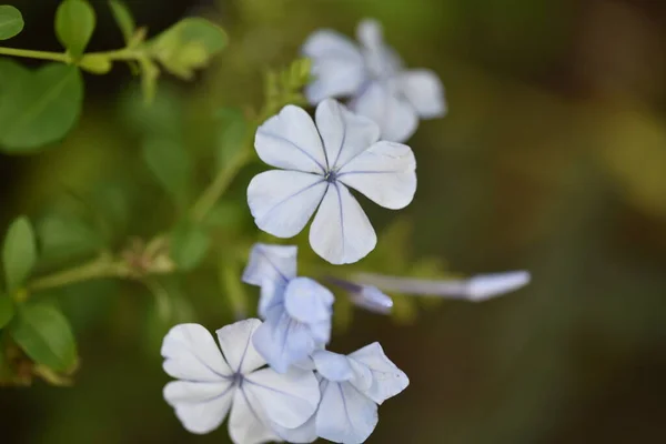 Красивые Белые Цветы Саду Летняя Концепция — стоковое фото