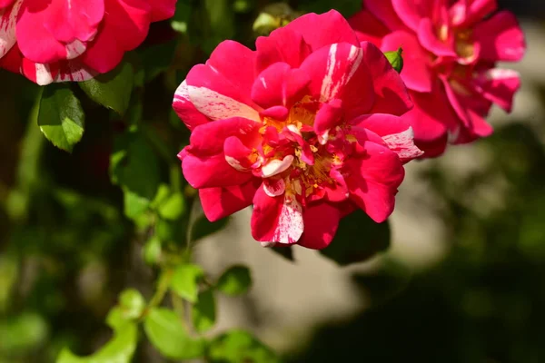 Close View Beautiful Pink Flowers Garden —  Fotos de Stock