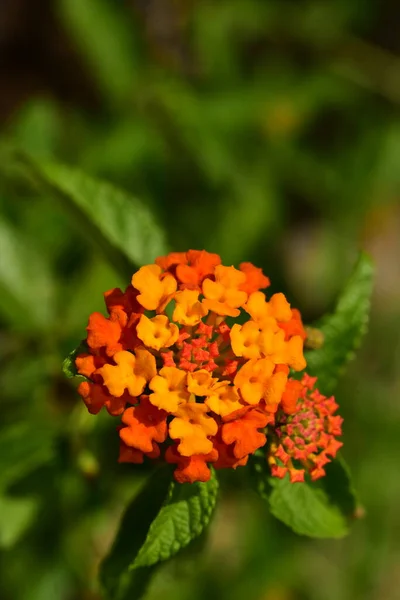 Закрыть Вид Красивые Оранжевые Цветы Саду — стоковое фото