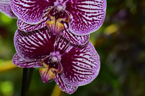 Nahaufnahme Von Schönen Lila Blumen Garten — Stockfoto