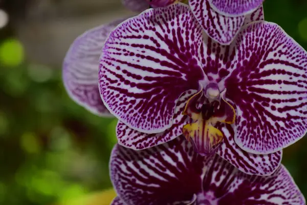 Bahçedeki güzel mor çiçeklerin yakın çekim görüntüsü