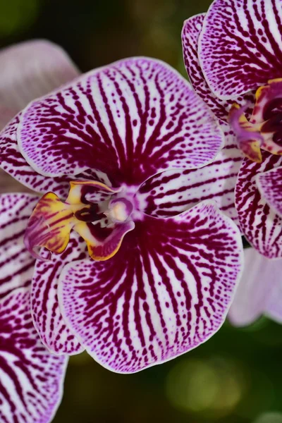 Bahçedeki güzel mor çiçeklerin yakın çekim görüntüsü