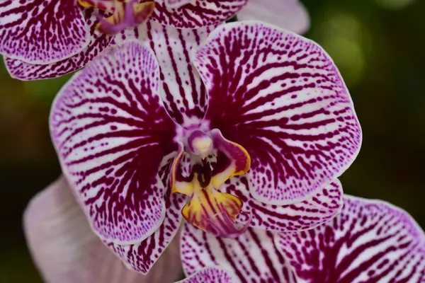 Bahçedeki güzel mor çiçeklerin yakın çekim görüntüsü