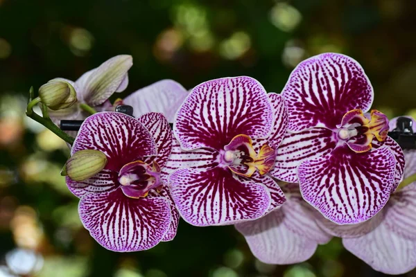 Bahçedeki güzel mor çiçeklerin yakın çekim görüntüsü