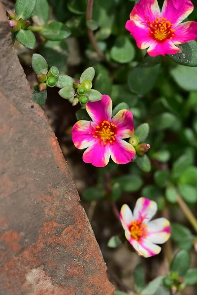 花园中美丽的粉红色花朵的近景 — 图库照片