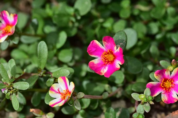 Bahçedeki güzel pembe çiçeklerin yakın görüntüsü