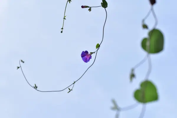 Vista Cerca Hermosas Flores Púrpuras Sobre Fondo Claro — Foto de Stock