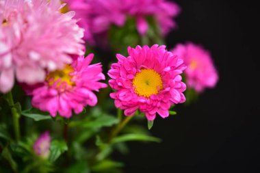 Koyu arkaplanda güzel pembe çiçeklerin manzarasını kapat