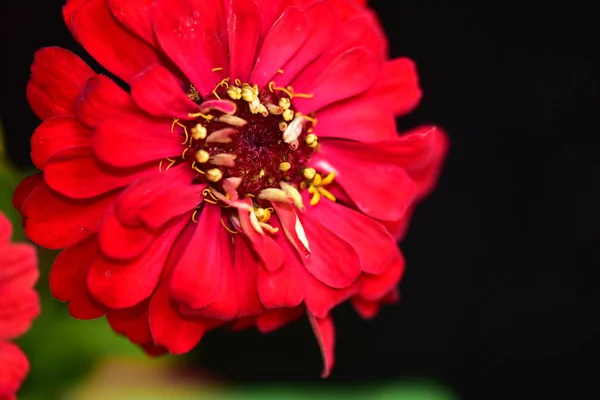 暗い背景に美しい赤い花を間近に見ることができます — ストック写真