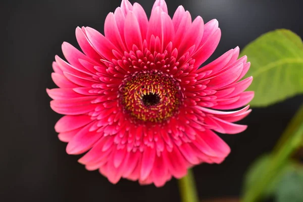 Bela Flor Gerbera Vista Close — Fotografia de Stock