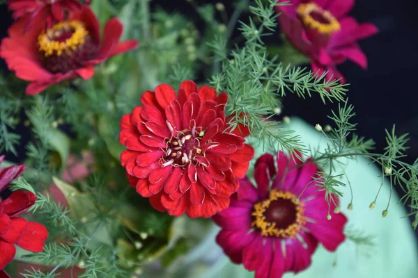 Närbild Vackra Röda Blommor Mörk Bakgrund — Stockfoto