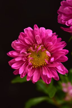 Koyu arkaplanda güzel pembe çiçeklerin manzarasını kapat