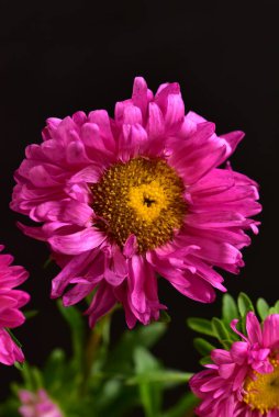 Koyu arkaplanda güzel pembe çiçeklerin manzarasını kapat