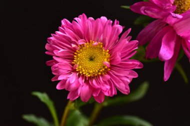Koyu arkaplanda güzel pembe çiçeklerin manzarasını kapat