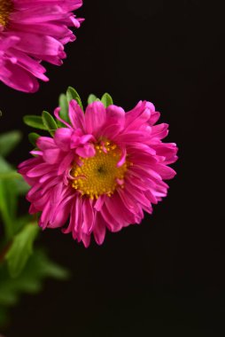 Koyu arkaplanda güzel pembe çiçeklerin manzarasını kapat