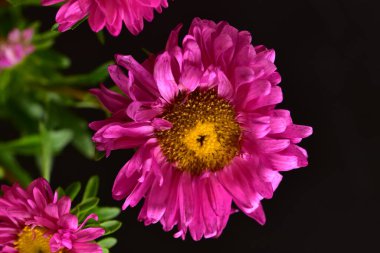 Koyu arkaplanda güzel pembe çiçeklerin manzarasını kapat