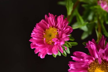 Koyu arkaplanda güzel pembe çiçeklerin manzarasını kapat