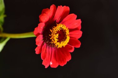 Koyu arkaplanda güzel kırmızı çiçeğin yakın görüntüsü