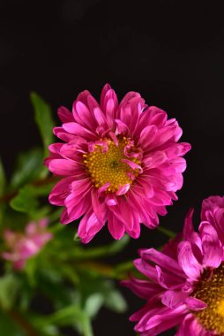 Koyu arkaplanda güzel pembe çiçeklerin manzarasını kapat