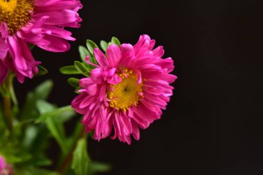 Koyu arkaplanda güzel pembe çiçeklerin manzarasını kapat