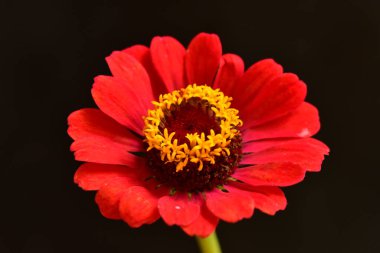 Koyu arkaplanda güzel kırmızı çiçeğin yakın görüntüsü