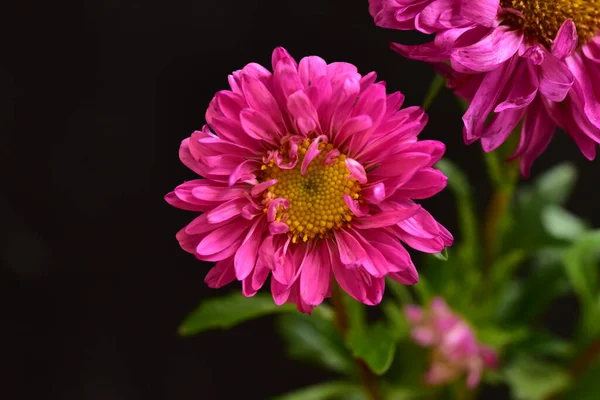 暗い背景に美しいピンクの花を間近に見ることができます — ストック写真