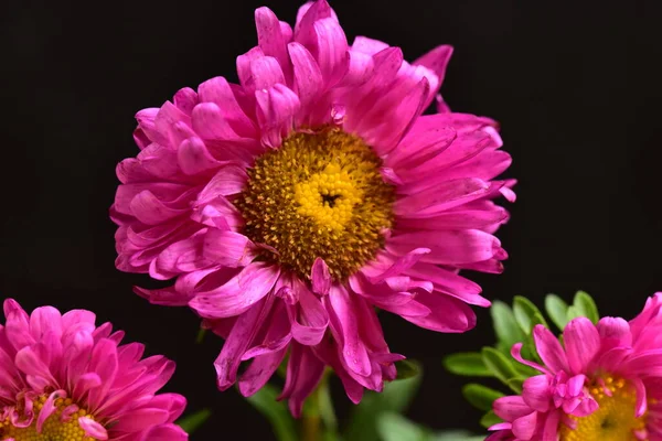 Vista Cerca Hermosas Flores Rosadas Sobre Fondo Oscuro — Foto de Stock