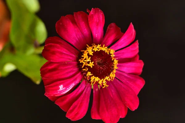 Close Vista Bela Flor Vermelha Fundo Escuro — Fotografia de Stock
