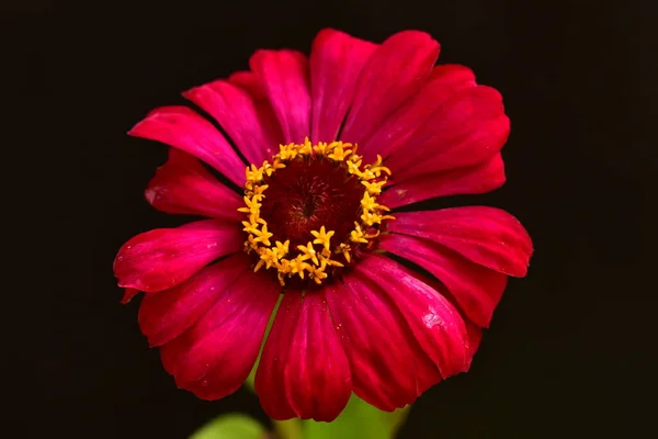 Крупним Планом Красива Червона Квітка Темному Фоні — стокове фото