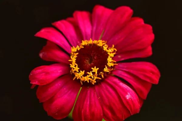 Vista Vicino Bel Fiore Rosso Sfondo Scuro — Foto Stock