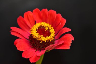 Koyu arkaplanda güzel kırmızı çiçeğin yakın görüntüsü