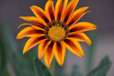 Bahçedeki güzel turuncu çiçekleri kapat.