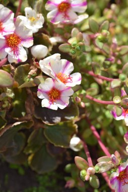 Bahçedeki güzel beyaz ve pembe çiçekleri kapat.