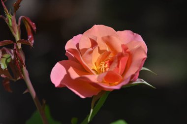 Bahçede yetişen güzel, yumuşak bir gül.