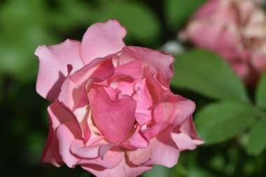 Bahçede yetişen güzel, yumuşak bir gül.