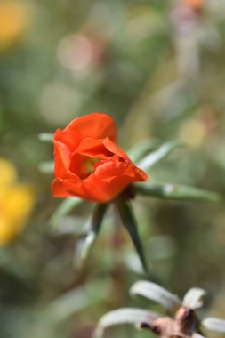 Bahçedeki güzel turuncu çiçekleri kapat.