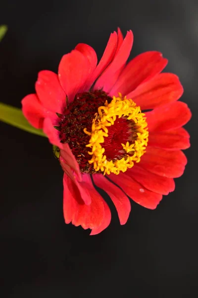 Close View Beautiful Red Flower Dark Background — Stock Photo, Image