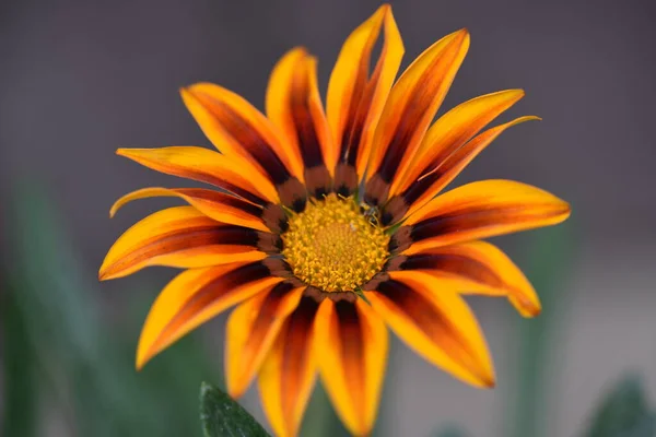 Bliska Widok Pięknych Kwiatów Pomarańczy Ogrodzie — Zdjęcie stockowe
